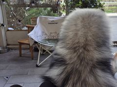 -李小姐の猫咖啡馆(五角场店)