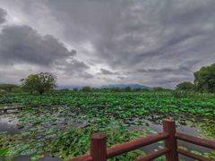 -长兴太湖图影湿地文化园