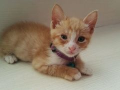 -芭比堂宠物医院·全科爱猫医院·仁德分院