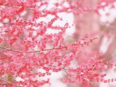 -洋湖国家湿地公园