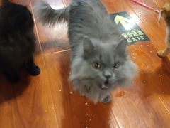 -猫小院猫主题咖啡厅(北锣店)