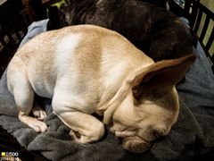 -more than meow吴止猫主题餐厅(承德 中船汇店)