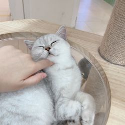 -Moni星球萌宠·小马宝莉·灵蛇·高端高阶全萌宠互动体验俱乐部(红豆国际广场店)