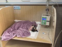 -北京观赏动物医院·24小时大型综合·猫专科·异宠专科