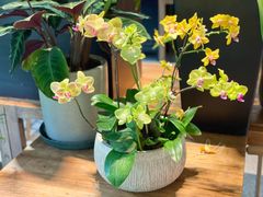 -谷咖啡·鲜花绿植花园餐厅