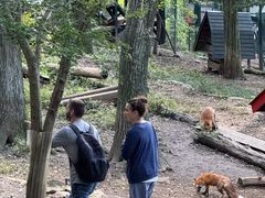 -宫城藏王狐狸村