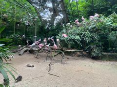 -新加坡飞禽公园