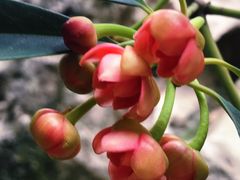 -东山雕花楼
