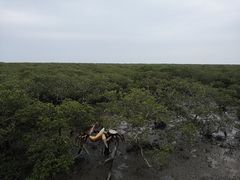 -北海金海湾红树林生态旅游区