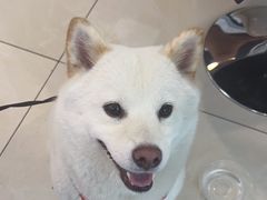 -北京观赏动物医院·24小时大型综合·猫专科·异宠专科