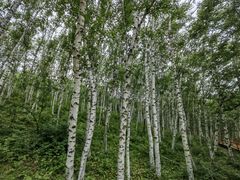 -塞罕坝国家级自然保护区