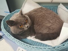 -纳吉亚猫专科动物医院·北北分院