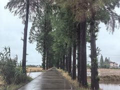 -嘉善老市