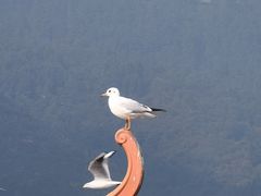 -海埂大坝