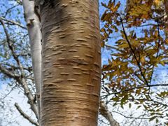 -白草畔自然风景区