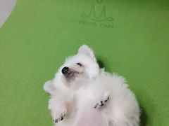 -宠颐生宠物医院·犬猫全科·皮肤科(商业街店)
