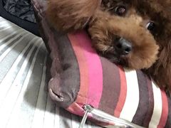 -惠康宠物医院(华能路店)