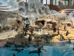 -帝企鹅自助餐厅•儿童岛•真企鹅(长隆企鹅酒店)