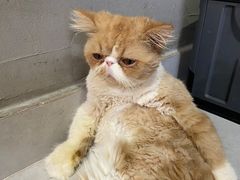 -Heymao猫咖.咖啡厅(东门店)