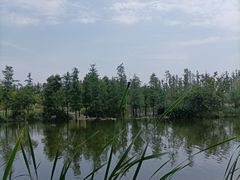 -上海长兴岛郊野公园