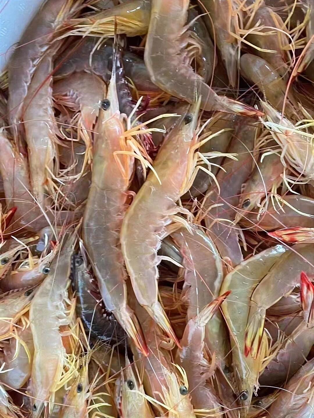 科普:潮汕白刺虾是什么虾?