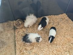 -FAIRYLAND龙族星球主题餐厅(凯丹广场店)