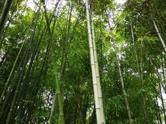 -上海市龙华烈士陵园