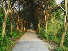 -溱湖国家湿地公园