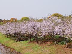-上海海湾国家森林公园