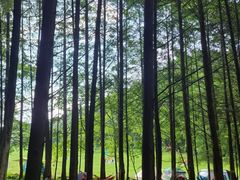 -武陵山森林公园