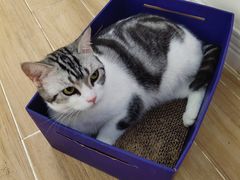 -李小姐の猫咖啡馆(五角场店)