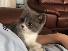 -喵zoo家庭繁育猫舍(尖东智能花园店)