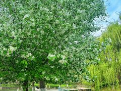 -长白岛森林公园