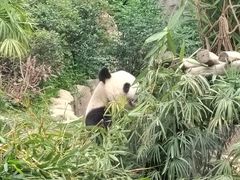 -石排湾郊野公园