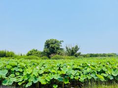 -良渚古城遗址公园