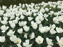 -上海鲜花港