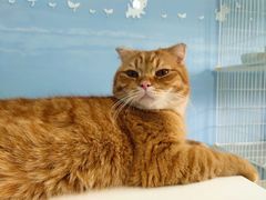 -喵的天空名猫咖啡馆·撸猫·猫舍·用品