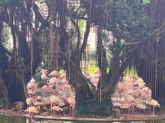 -九龙公园