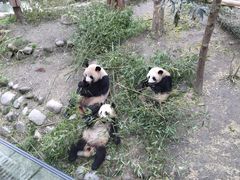 -都江堰中华大熊猫苑