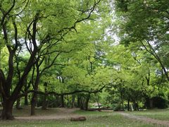 -上海共青森林公园