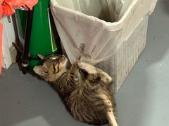 -车头老二大排档