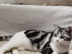 -藏猫猫咖啡主题馆(中央大道店)