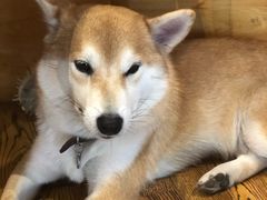 -柴务处·柴犬主题狗咖