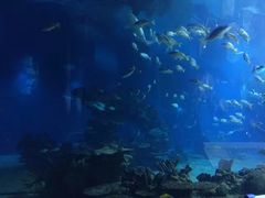 -海棠湾洲际-涛·海底餐厅·美人鱼·自助餐·海底隧道