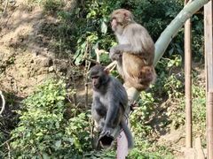 -西双版纳原始森林公园