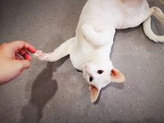-飞行喵MR PILOT|猫舍·猫咖(静安大融城店)