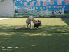 -宠物寄养训练学校