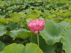 -荷花荡