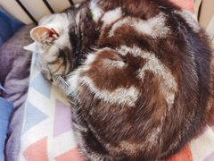 -海边的猫和咖啡馆