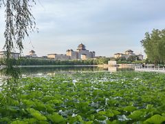 -莲花池公园